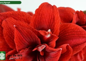 hippeastrum Chernym (4)